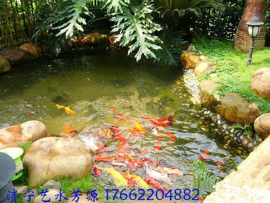入手魚塘凈化器，還原水質(zhì)讓家中飼養(yǎng)的錦鯉更健康