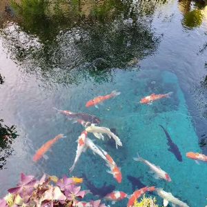 濟(jì)寧藝水芳源魚池過濾器客戶實(shí)地效果展示
